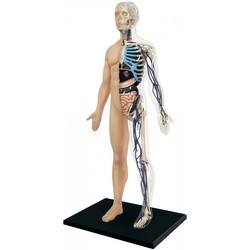 3D пазл 4D Master Half Cleared Human Body Anatomy Model 26085