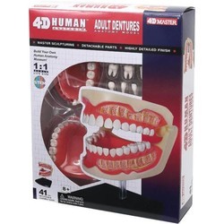 3D пазлы 4D Master Adult Dentures 626015